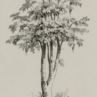 Papaya carica mâle