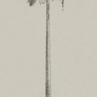 Papaya carica femelle