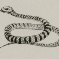Serpent niger et albus