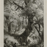 Chasse aux papillons