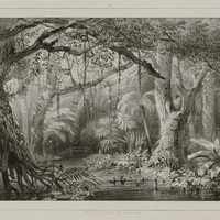 Des marais