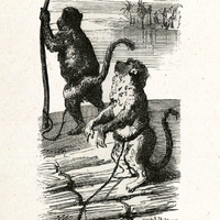 Les singes du canot