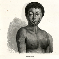 Indien arara