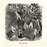 Flore des bois