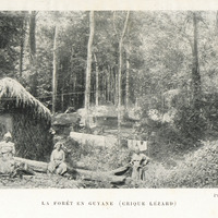 La Forêt en Guyane (Crique lézard)