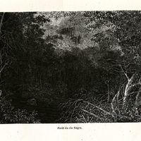 Forêt de rio Negro