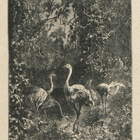 Quelques couples de d'Autruches