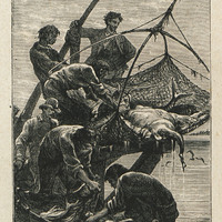 On prit une grande variété de poissons excellents