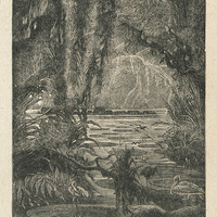 Des nymphéas aux feuilles colossales