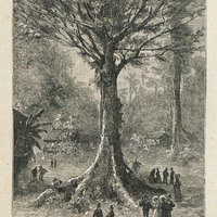 le « Sumaumeira », ce gigantesque végétal