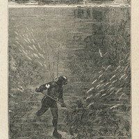 Des volées de poissons