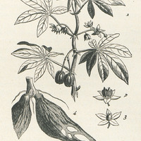 Rameau de manioc - Fleur - Fruit - Racine
