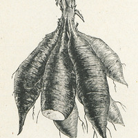 Racines de manioc