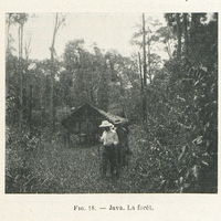 Java - La forêt