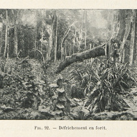 Défrichement en forêt