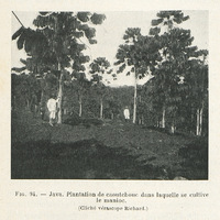 Java. Plantation de caoutchouc dans laquelle se cultive le manioc