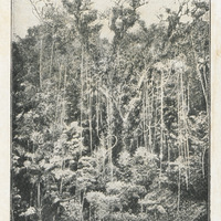 Une vue typique de la forêt amazonienne avec son sous-bois impénétrable