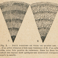 Deux portions de tiges de quatre ans
