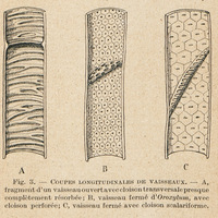 Coupes longitudinales de vaisseaux