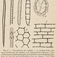 Trachéides et fibres