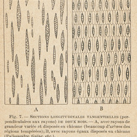 Sections longitudinales tangentielles de deux bois