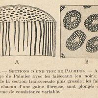 Sections d'une tige de palmier