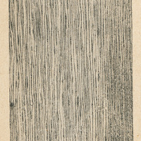 Section longitudinale de bois de Keteleeria  d'Indochine avec rayons constitués par une seule file…