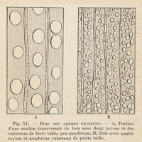 Bois des arbres feuillus