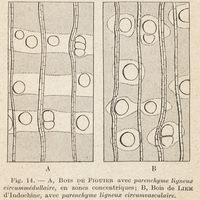 Bois de figuier - Bois de Liem d'Indochine