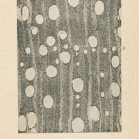 Bois de Dipterocarpus Dyeri Pierre
