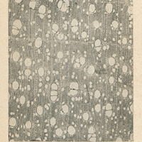Section transversale d'un bois de Ravensara de Madagascar