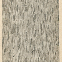Section longitudinale tangentielle d'un bois d'Evodia sutchuenensis Dode