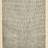 Section longitudinale tangentielle de bois de Dalbergia Oliveri Gamble