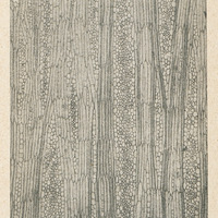 Section longitudinale tangentielle d'un bois de Sterculia