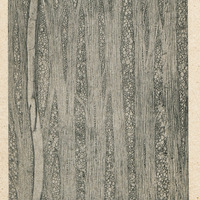 Section longitudinale de bois de Polyalthia jucunda F. et G. de l'Indochine