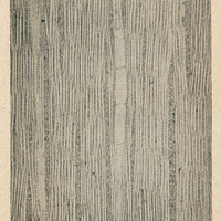Section longitudinale tangentielle de bois de Columbia Thorelii G.