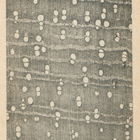 Section transversale d'un bois de Toddalia polymorpha P. Dang