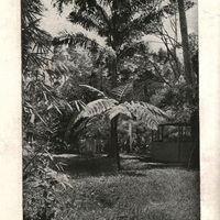 Habitation Rollin au Matouba