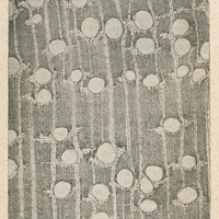Bois de Dilobeia Thouarsii R. et S.
