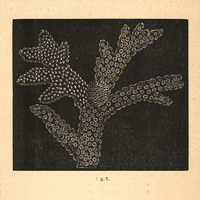 Fig. 7.— Madrepora aspera Dana