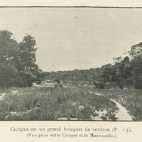Cicapra est un grand bouquet de verdure