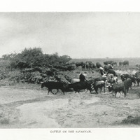 Cattle on the savannah