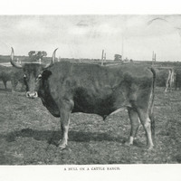 A bull on a cattle ranch