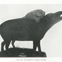 Jaguar attacking tapir, right
