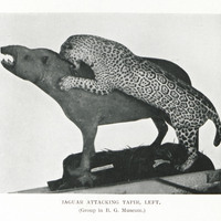Jaguar attacking tapir, Left, (Group in B. G. Museum)