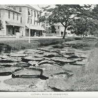 Victoria regia in Georgetown