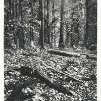 La forêt Guyanaise tracé d'une route