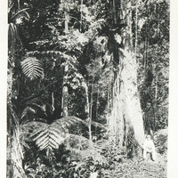 Végétation tropicale