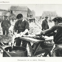 Préparation de la morue. Dépeçage