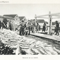 Séchage de la morue